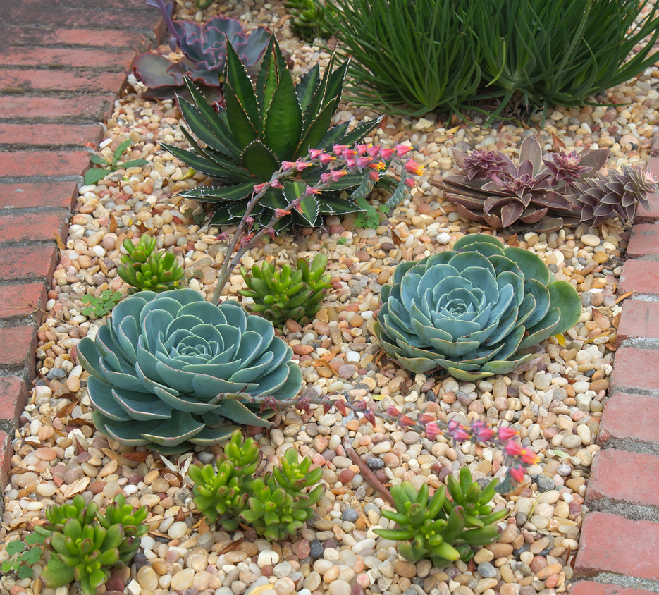 Succulent plants garden